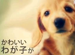 �y�b�g�ی�CM2